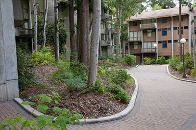 Trees, a walkway, and a building in the Fairhaven courtyard