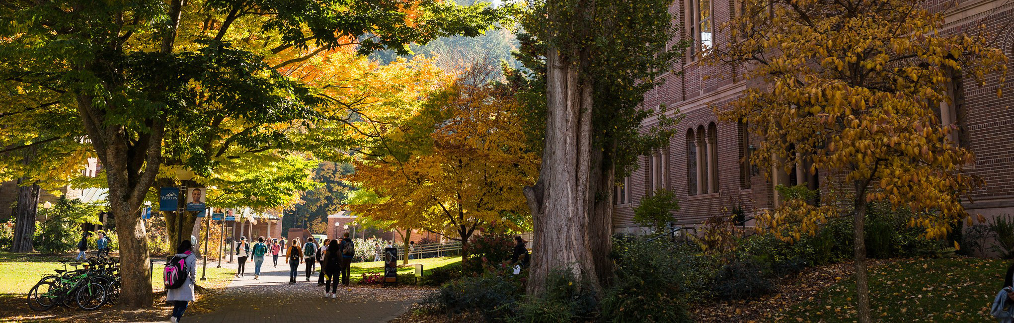 Students walk among fallen leaves near Wilson Library on a sunny afternoon