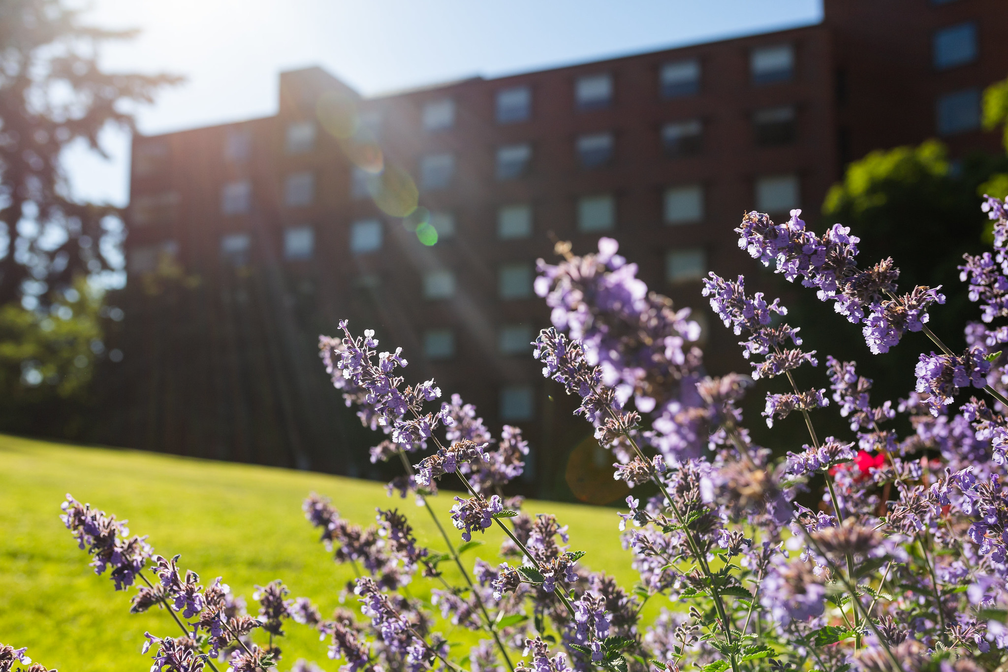 Flowers blooming outside Mathes Hall on a sunny day