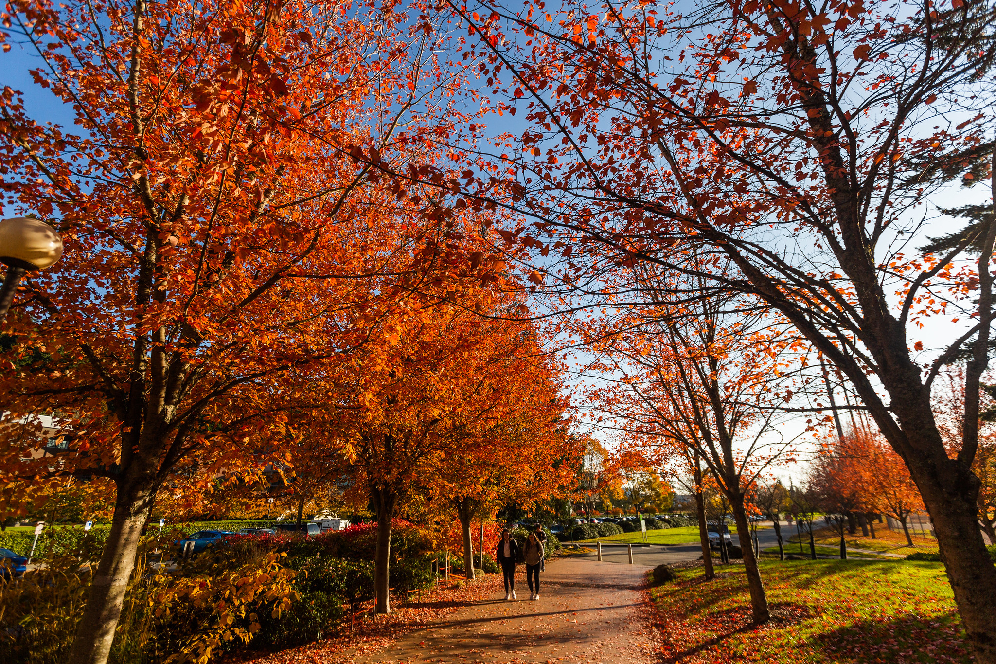 Students walk along a pathway surrounded by colorful trees on south campus